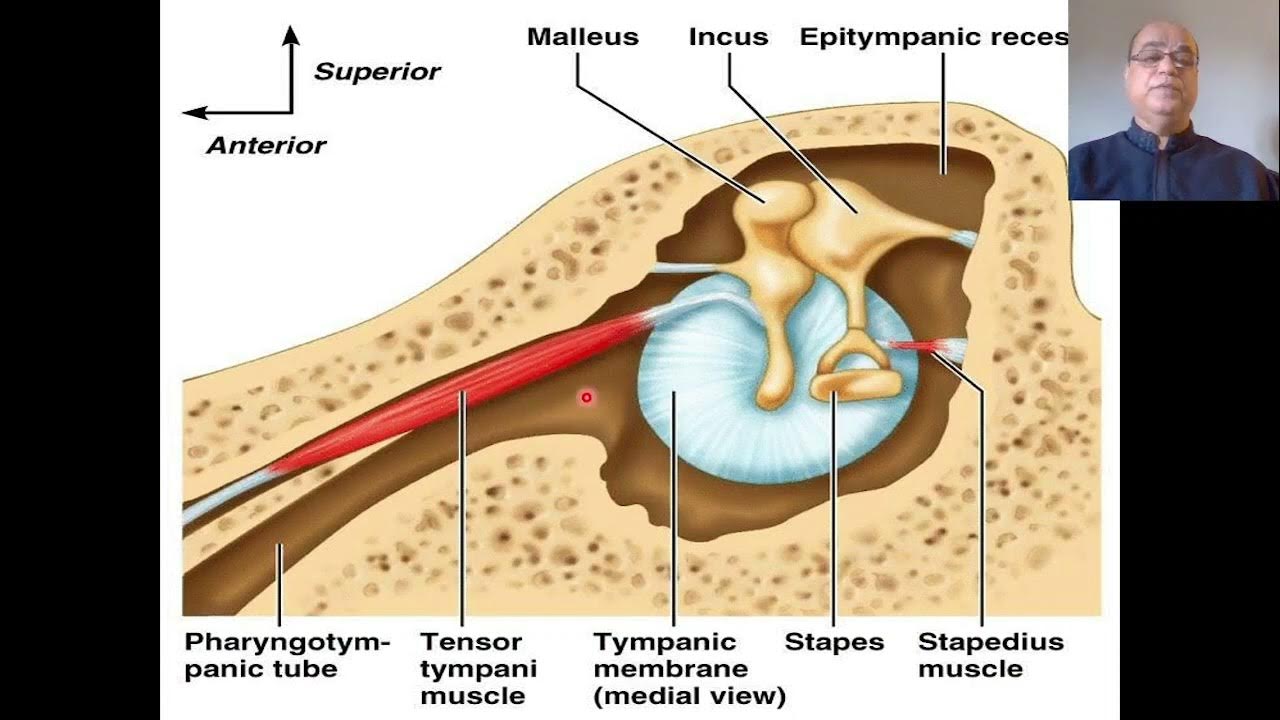 Eustachian tube anatomy and physiology, Eustachian tube functions, Pharyngotympanic tube