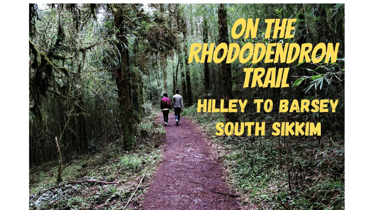 Trekking on Varsey or Barsey Rhododendron Sanctuary Sikkim