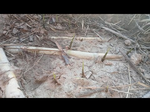 ข้อดีการปลูกอ้อยหน้าแล้งแบบหลุ ขยายพันธุ์อ้อยแบบรวดเร็วอีก1วิธี โดยการใช้เหง้า  อ้อยสุพรรณบุรี1 086 3152145 ข้อดีการปลูกอ้อยหน้าแล้งแบบหลุ ขยายพันธุ์อ้อยแบบรวดเร็วอีก1วิธี โดยการใช้เหง้า  อ้อยสุพรรณบุรี1 086 3152145