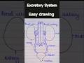 Excretory system easy diagram #biology #excretory_system #shortsfeed #feed