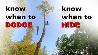 Basic Tips for Surviving Tree Work