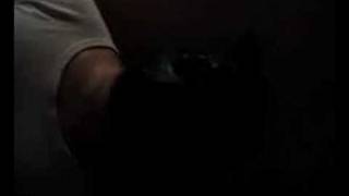 The Sound of Animals Fighting - teaser #3