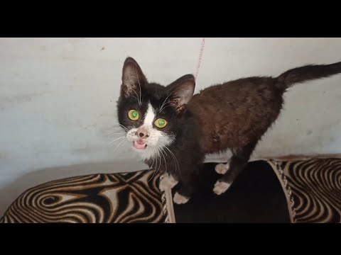"Gentle meows 😻will make you fall in love"
