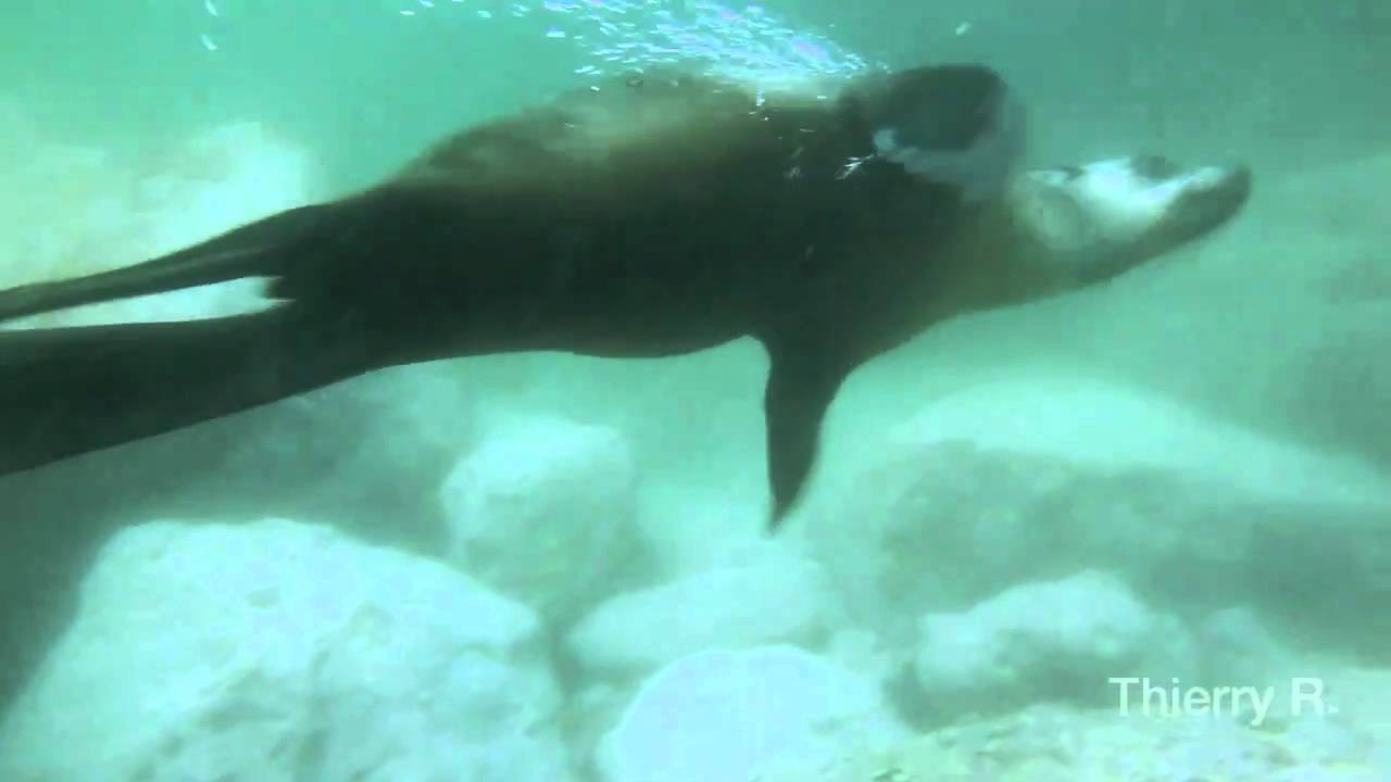 Australian Fur Seals - Arctocephalus pusillus doriferus - Jervis Bay