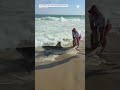 Hombre captura y libera a un tiburón blanco en Massachusetts