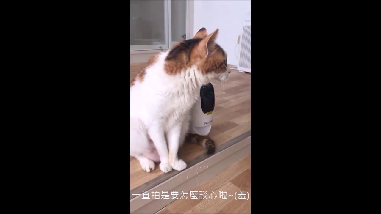 波寶寵物聯萌-三芝Meo-Woo民宿貓旅。Bijou與波寶的約會。