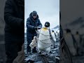 “Penguin Rescue Mission: Breaking the Chains” 🇺🇸 #penguinrescue #WildlifeProtection #SaveThePenguin