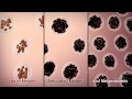 How we get our skin color  hhmi biointeractive