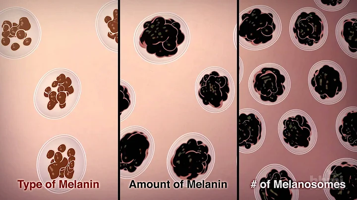 How We Get Our Skin Color | HHMI BioInteractive Video - DayDayNews