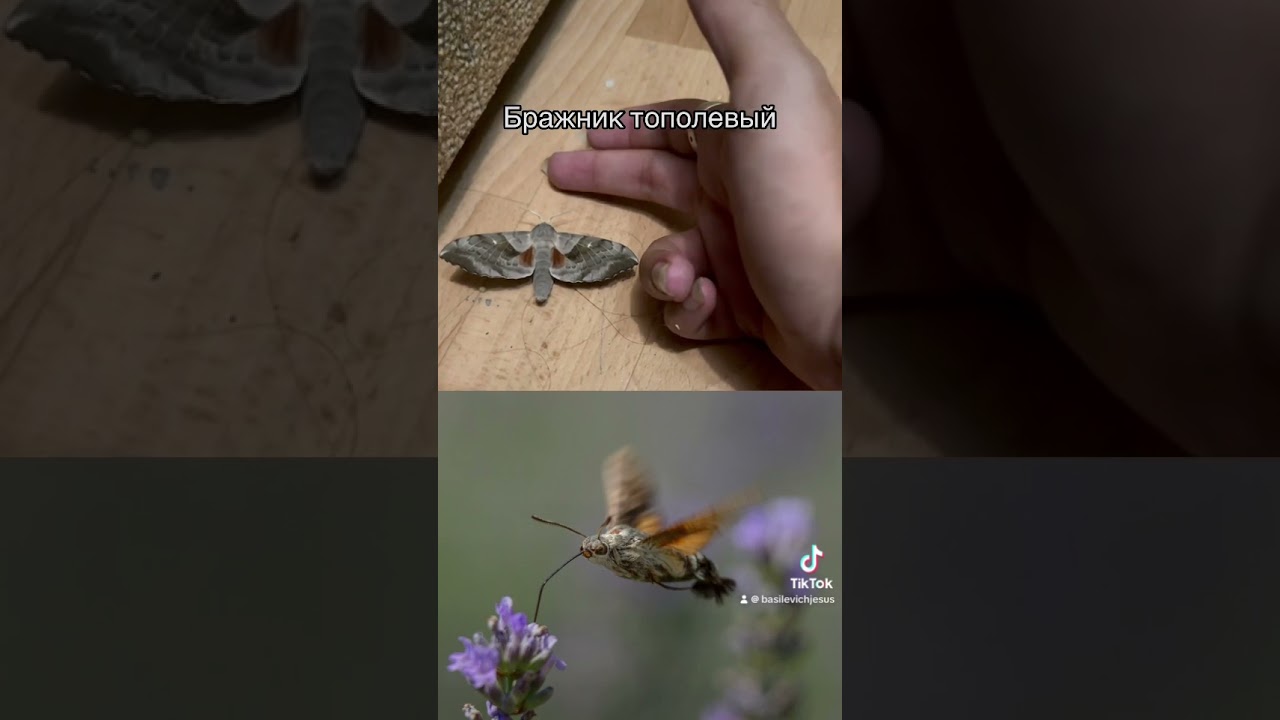 Бражник или колибри? 