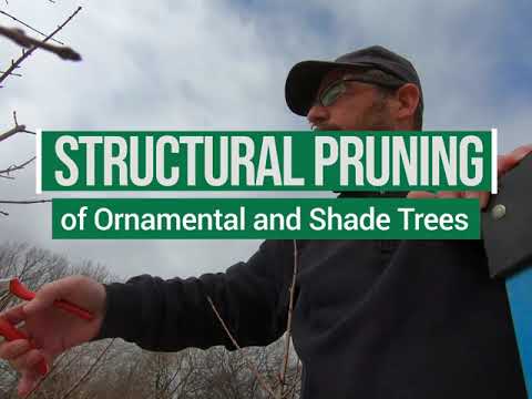 Structural Pruning of Ornamental and Shade Trees