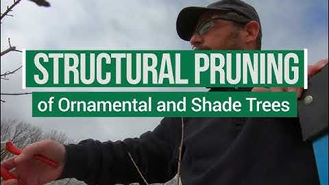 Structural Pruning of Ornamental and Shade Trees