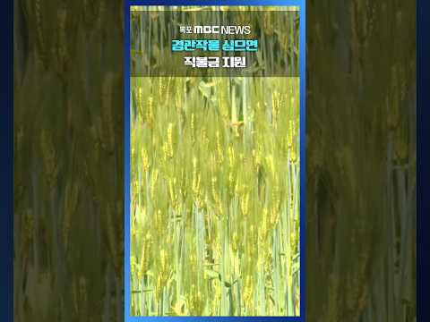 &amp;#39;경관작물 심으면 지원금&amp;#39; 다음달 <strong>15일까지</strong> 접수 #shorts