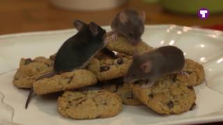 Pest Reject Pro Tommy Teleshopping