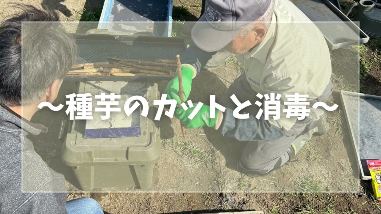 自然薯栽培マニュアル】 ①種芋カットと消毒 - YouTube