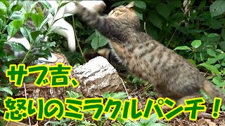 Angry Sabu Cat's punch! Dora kichi tried to calm them down with Tuna...