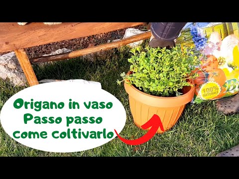 Video: Piante di origano dorato - Coltivare erbe di origano dorato nel giardino