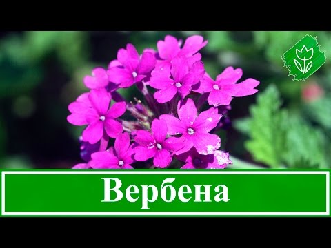 Цветок вербена – выращивание из семян, уход и посадка вербены