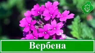 Цветок вербена – выращивание из семян, уход и посадка вербены(Цветы вербена – условия выращивания. Выращивание вербены из семян: стратификация вербены, посев вербены..., 2016-03-15T13:29:33.000Z)