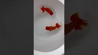 IMG 4615 1