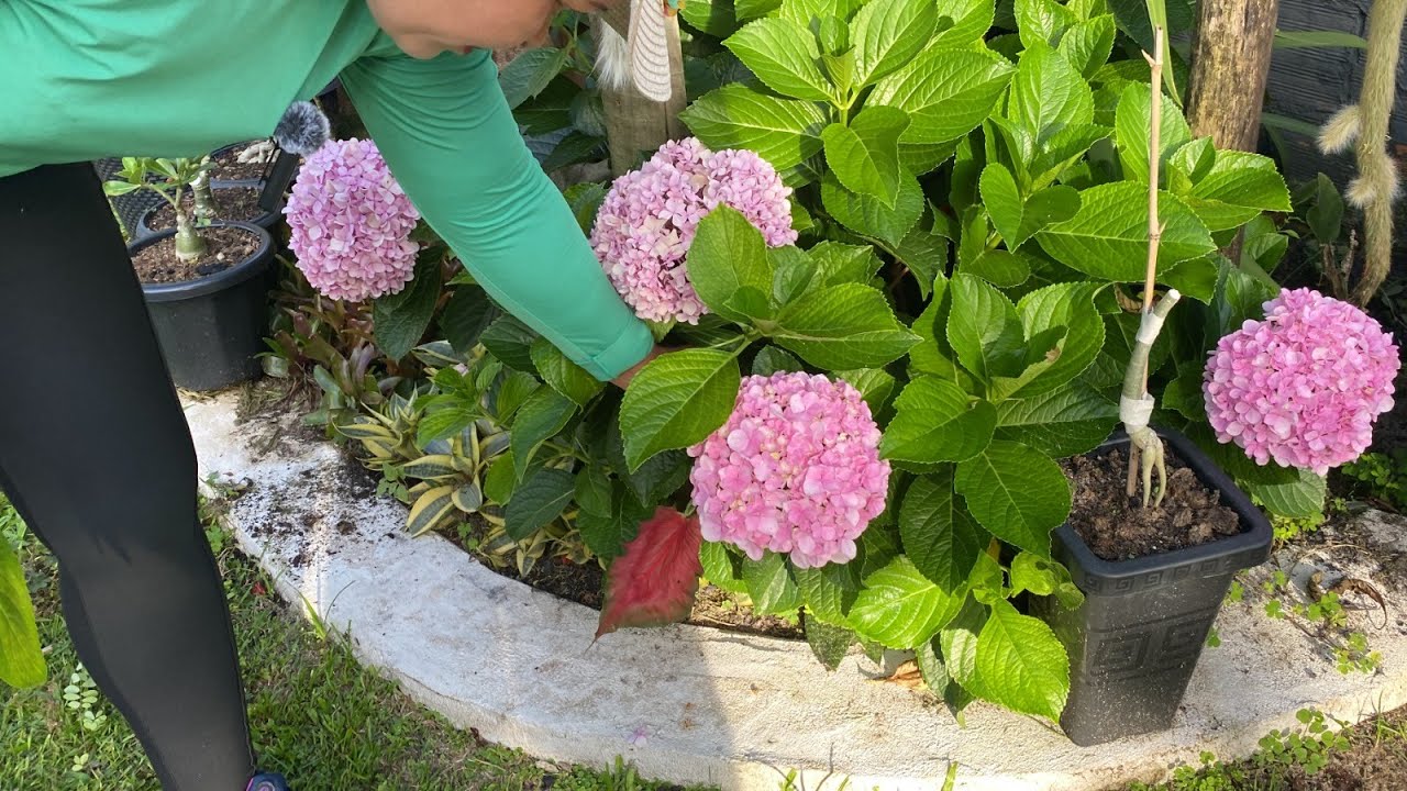SEGREDO PRA CULTIVAR HORTÊNSIAS