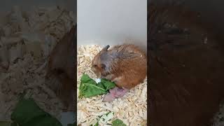 This hamster is very protective of her babies she lost a few of them