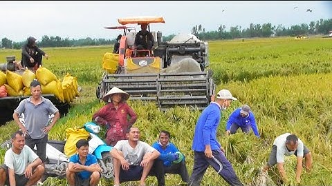 máy cắt 105 độ bánh 9 cắt công 350K giá lúa năm không 4 7100₫K tập 57#maibangtv