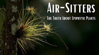 AirSitters: The Truth About Epiphytic Plants