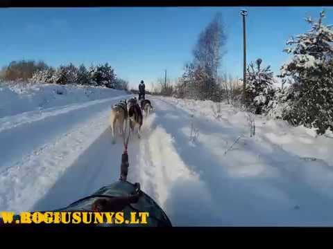 Video: Kanada Tiria Masinį Rogių šunų Skerdimą