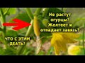 Почему желтеют огурцы и отпадает завязь? Почему огурцы не растут?