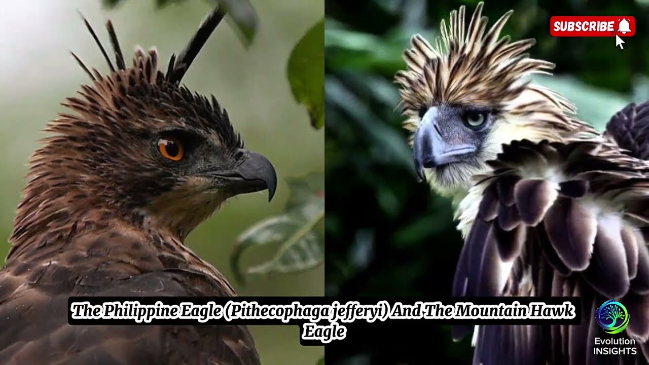 Philippine Eagle vs Mountain Hawk-Eagle | Strength, Speed & Survival | Evolution INSIGHTS