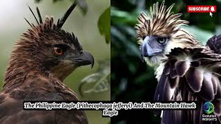 Philippine Eagle vs Mountain Hawk-Eagle | Strength, Speed & Survival | Evolution INSIGHTS Eagle Vs Hawk Difference