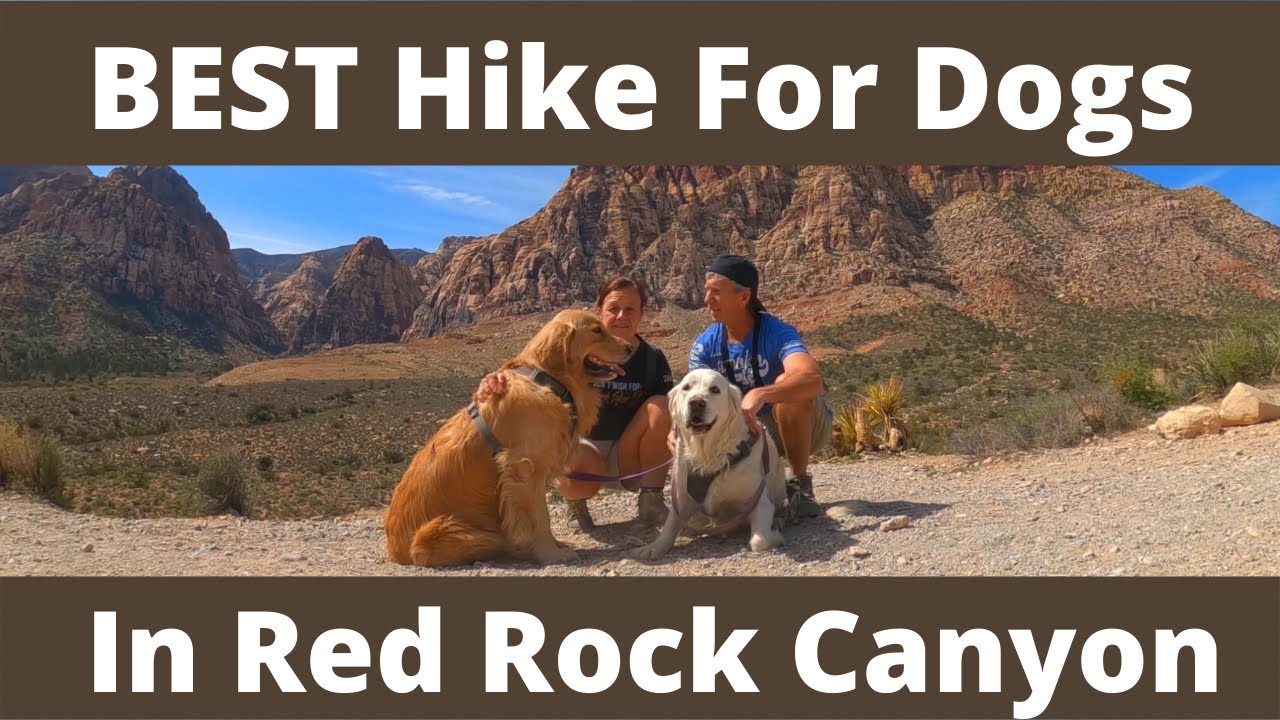 BEST Hiking Trail for Dogs in Red Rock Canyon | Pine Creek Canyon Trail | Super Dog Friendly