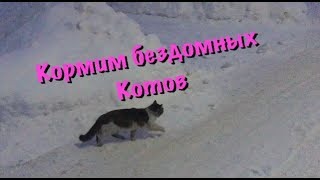 Кормим бездомных котов Кормим бездомных котов