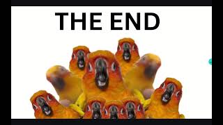 The Ultimate Ninjas Of Pitut The Sunconure