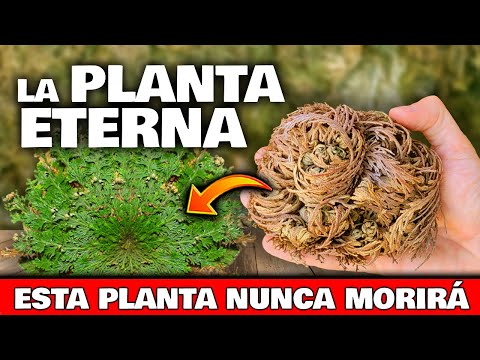 Video: Información de la planta de Salep: de dónde proviene Salep