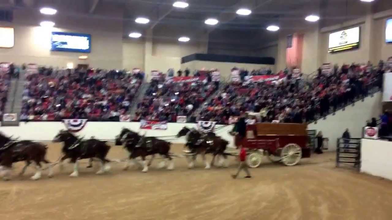 Budweiser Clydesdale horses arrive in Las Vegas 2/20/14 YouTube
