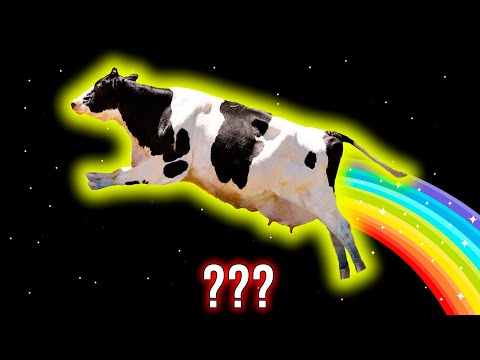 8 Cow Moo Sound Variations in 31 Seconds. Luxury Sound Effects