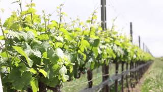 Presqu'ile Winery Los Olivos / Santa Maria Valley