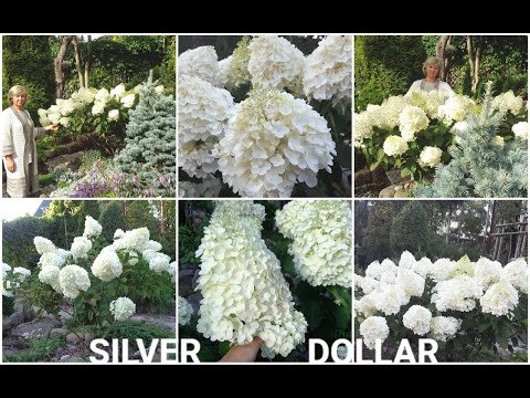 МЕТЕЛЬЧАТАЯ ГОРТЕНЗИЯ- SILVER