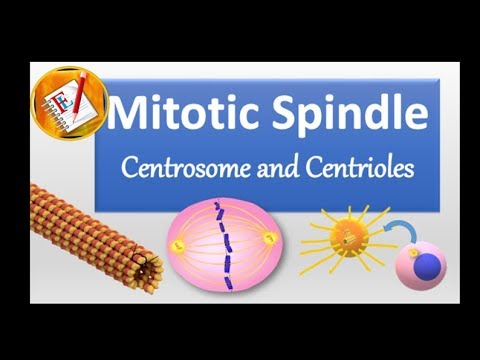 Spindle, Centrosome, centrioles,  chromosomal segregation