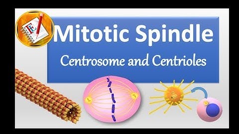 Spindle, Centrosome, centrioles,  chromosomal segregation