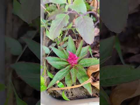 So Beautiful Flower In My Garden Garden Ytshorts