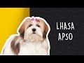 Tudo sobre o LHASA APSO! #Dogueiros #Lhasa #LhasaApso の動画、YouTube動画。