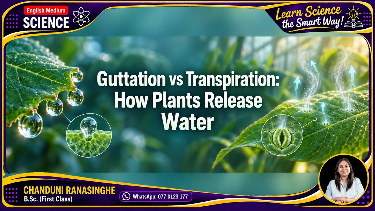 Guttation vs Transpiration Full Lesson 🌿 | English Medium Science