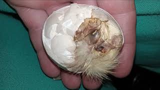 Saving a mashed shrink wrapped baby Part 1 Helping A Shrink Wrapped Chick Part 1