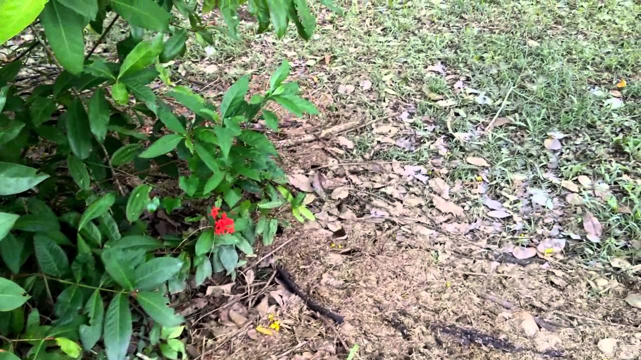 Papilio polytes romulus