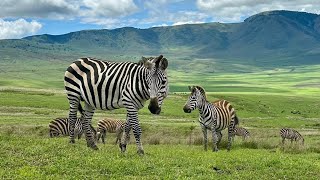 Un incroyable safari en Tanzanie en novembre 2023