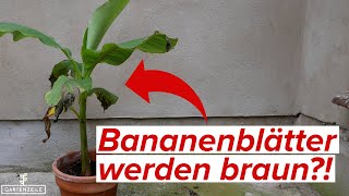 Bananenbltter werden braun - 8 Ursachen [und was ihr dagegen tun knnt]