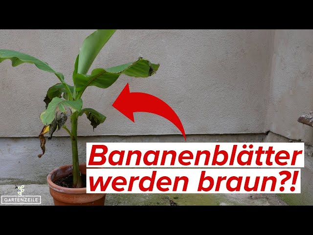 Banana leaves turn brown - 8 causes [and what you can do about it] - YouTube
